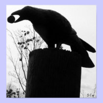 Raven's Bite, S Cyr posters