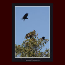 "RAVENS HARRASSING EAGLE" Poster Print by RavenSpiritPrints "RAVENS HARRASSING EAGLE" Poster Print
