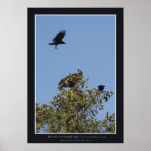"RAVENS HARRASSING EAGLE" Poster Print