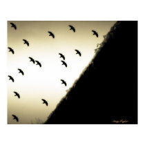 Ravens in Flight posters by stacy_taylor Ravens in Flight posters