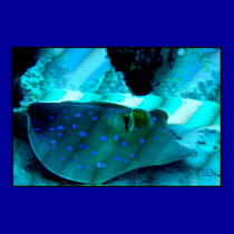 Ray in rays of light  posters