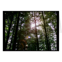 Rayshading Firs 1 cards by janMarco Rayshading Firs 1 cards