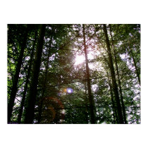 Rayshading Firs 1 posters