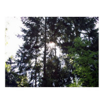 Rayshading Firs 2 posters