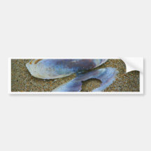 Razor Clam Shell, Oregon Bumper Sticker