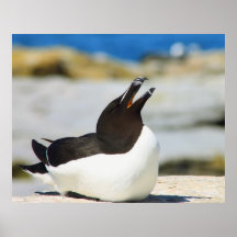 Razorbill Calling Print