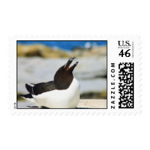 Razorbill Calling Stamps
