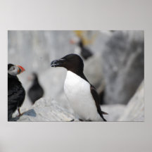 Razorbill Print