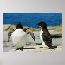 Razorbills Print