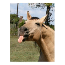 razzberry post cards