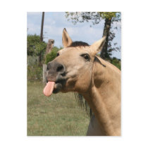 razzberry post cards