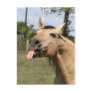 razzberry post cards