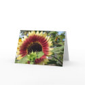 Razzmatazz Sunflower cards by charlesblack7 Razzmatazz Sunflower cards
