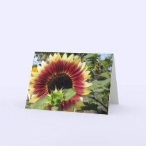 Razzmatazz Sunflower cards