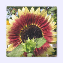 Razzmatazz Sunflower magnets
