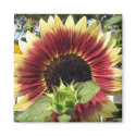 Razzmatazz Sunflower magnets