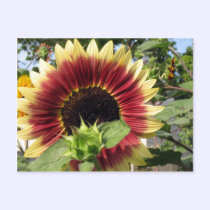 Razzmatazz Sunflower postcards