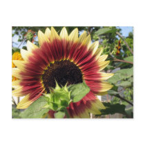 Razzmatazz Sunflower postcards by charlesblack7 Razzmatazz Sunflower postcards