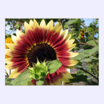 Razzmatazz Sunflower posters