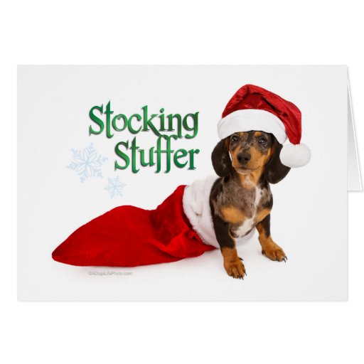 dachshund stocking stuffer greeting card