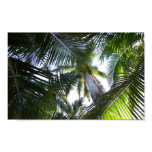 palm, tree, florida, vacation