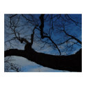 Reach for the Sky Poster posters by threesalamanders Reach for the Sky Poster posters