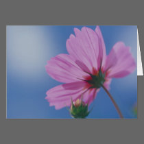 Reaching for the Sun cards