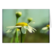 Reaching for the sun cards