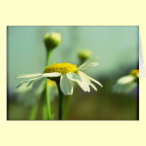 Reaching for the sun cards by Rainmountain Reaching for the sun cards