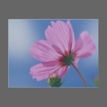 Reaching for the Sun postcards