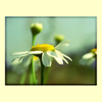 Reaching for the sun posters