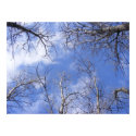 Reaching Heavenward posters by PrairiePrints Reaching Heavenward posters