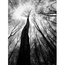 Reaching Up