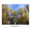 Reaching Up posters by JLWinther Reaching Up posters