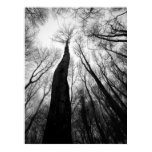 Reaching Up