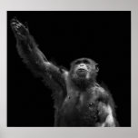 "Reaching" Wildlife Conservation Chimp Art Canvas posters