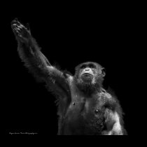 "Reaching" Wildlife Conservation Chimp Art Print posters