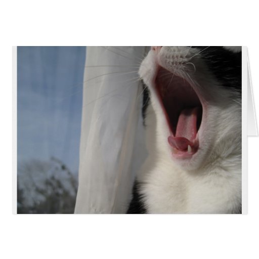 Ready for a cat nap greeting cards
