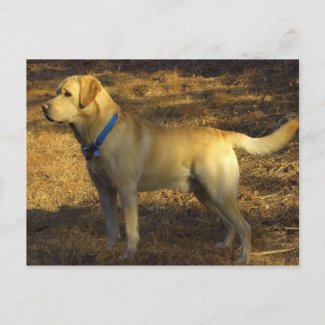 Ready for hunting, proud Labrador in sunlight postcard