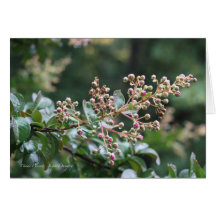 Ready To Bloom Card
