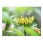 Ready To Bloom - Rudbeckia Postcard