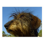Ready to hunt post card