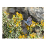 Reakirt's Blue Butterfly Postcard