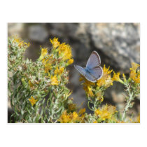 Reakirt's Blue Butterfly Postcard postcards