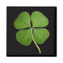 Real 4 Leaf Clover Shamrock Black Refrigerator Magnets