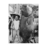 Real Big Fish, early 1900s Postcards