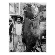 Real Big Fish, early 1900s Postcards