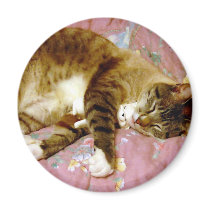 Real Cat, Fake Cat 2 magnets by angelandspot Real Cat, Fake Cat 2 magnets