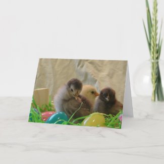 Real Easter Chicks card
