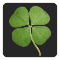 Real Four Leaf Clover Sticker